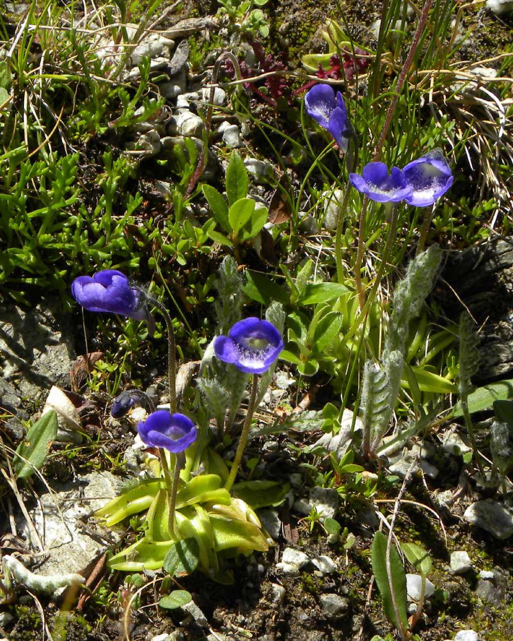 Pinguicula leptoceras / Erba unta bianco-maculata